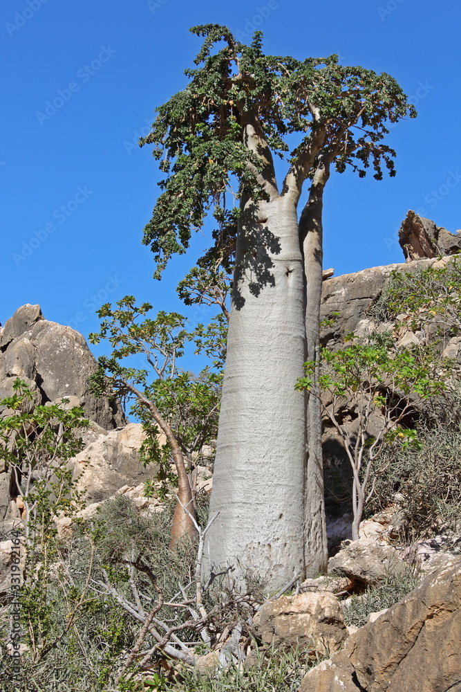 Cucumber tree, Dendrosicyos socotranus - endemic of Socotra Island