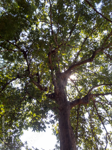 The trees are large, with many branches.