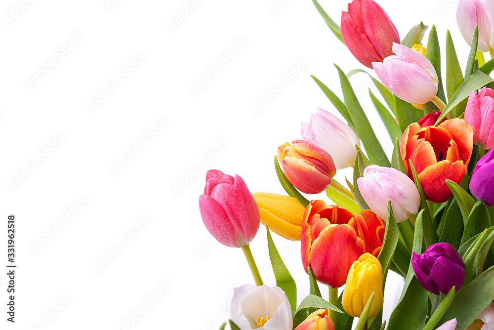 Multicolored tulips on a white background. Bouquet of spring flowers. Isolate on white background - obrazy, fototapety, plakaty 