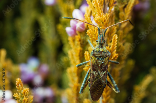 Western conifer seed bug sit on flower stem. Macro photo