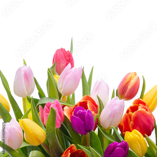 Multicolored tulips on a white background. Bouquet of spring flowers. Isolate on white background