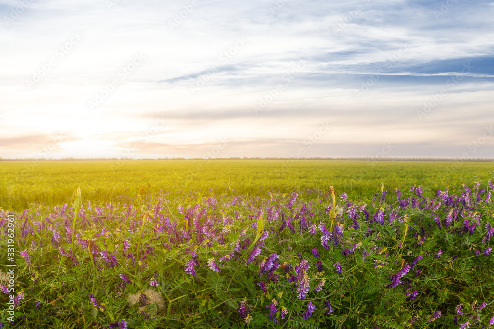 green field with flowers at the sunset, outdoor scene