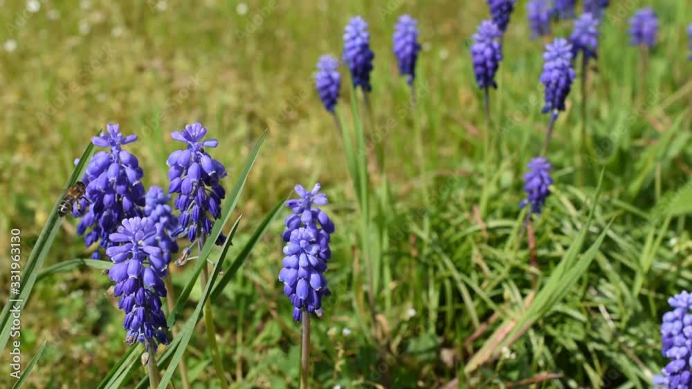 Honey bee on the flowers of grape hyacinth (Muscari neglectum) in the garden Honey bee on the flowers of grape hyacinth (Muscari neglectum) in the garden