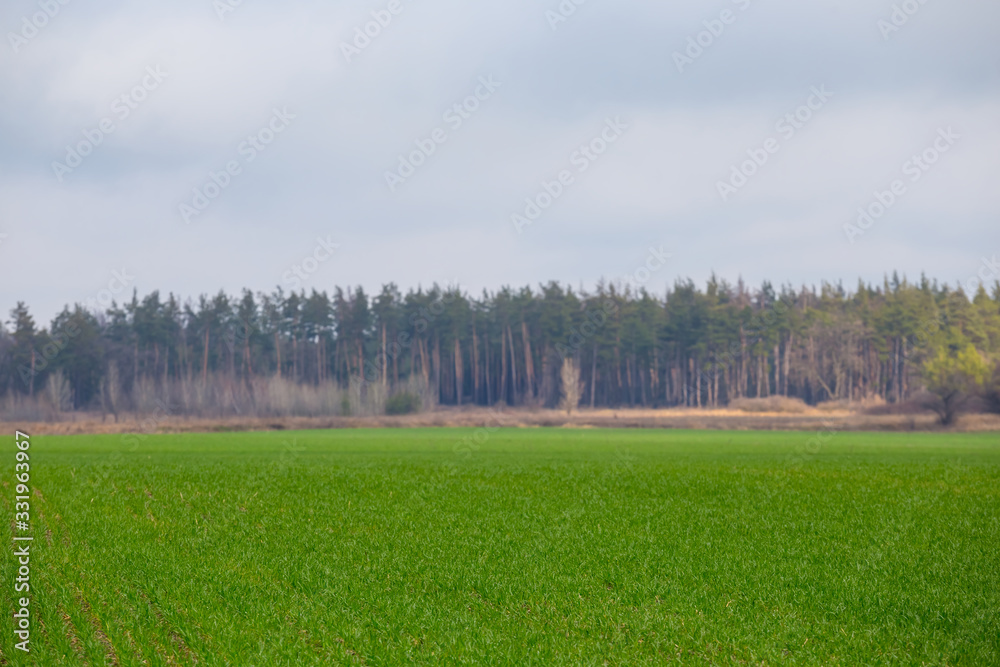 Fototapeta premium green rural field before pine forest, countryside landscape