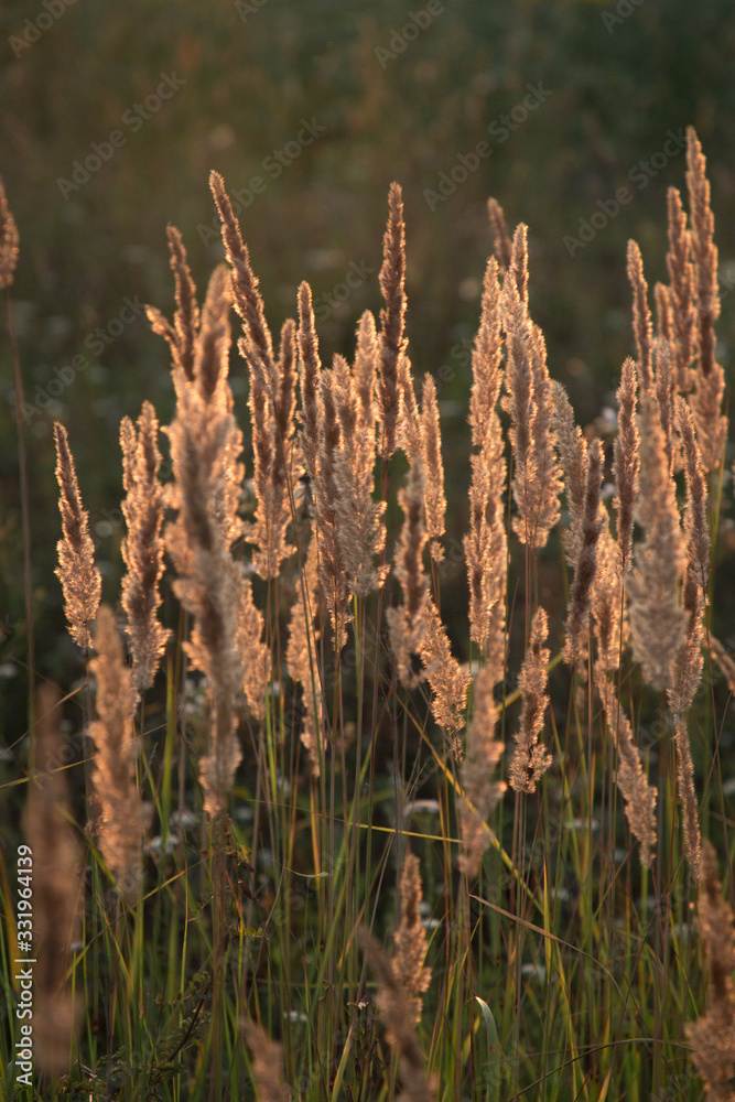 ears of wheat