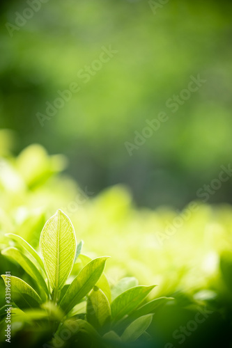 Amazing nature view of green leaf on blurred greenery background in garden and sunlight with copy space using as background natural green plants landscape, ecology, fresh wallpaper concept.
