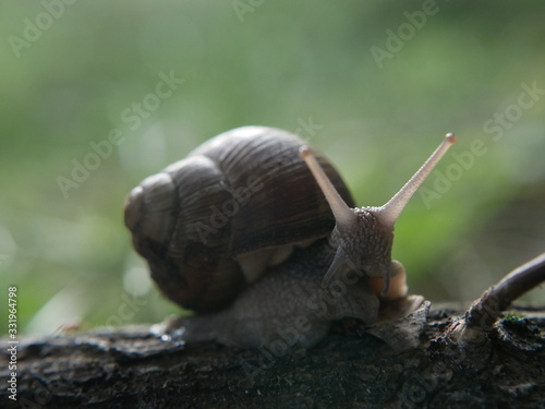 Helix pomatia, common names of the Roman snail, Burgundy snail, edible snail or escargot, is a species of the Helicidae family. Helix pomatia mollusk in nature.