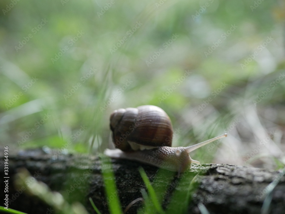 Helix pomatia, common names of the Roman snail, Burgundy snail, edible snail or escargot, is a species of the Helicidae family. Helix pomatia mollusk in nature. Helix pomatia, common names of the Roman snail, Burgundy snail, edible snail or escargot, is a species of the Helicidae family. Helix pomatia mollusk in nature.
