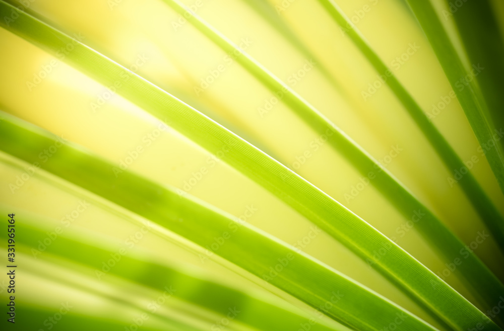 Amazing nature view of green leaf on blurred greenery background in garden and sunlight with copy space using as background natural green plants landscape, ecology, fresh wallpaper concept. Amazing nature view of green leaf on blurred greenery background in garden and sunlight with copy space using as background natural green plants landscape, ecology, fresh wallpaper concept.