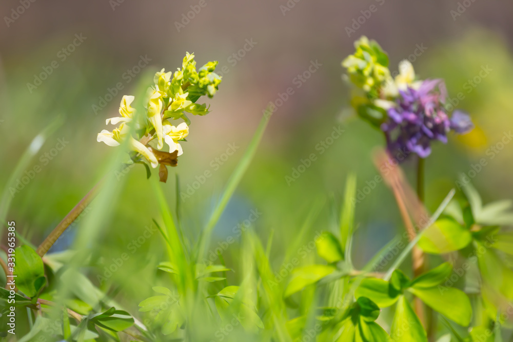 closeup violet flower glade in a forest, spring outdoor background closeup violet flower glade in a forest, spring outdoor background