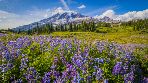 Wildflowers, Mount Rainier, Washington st 