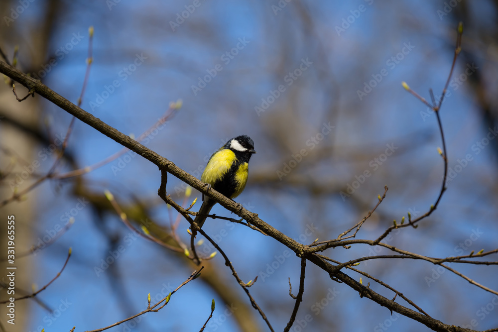 small tit sit on a tree branch, outdoor spring background small tit sit on a tree branch, outdoor spring background