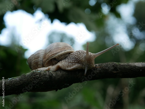 Helix pomatia also Roman snail, Burgundy snail, edible snail or escargot, is a species of large, edible, air-breathing land snail, a terrestrial pulmonate gastropod mollusk in the family Helicidae. photo