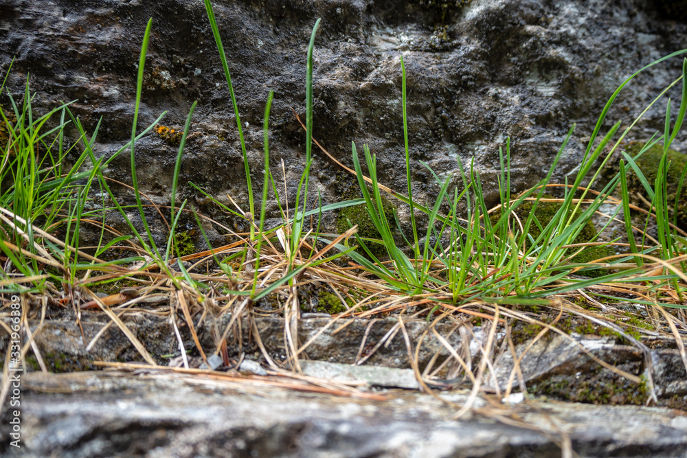 Fresh green grass with sunlight on rock wall background , copy space , wallpaper Fresh green grass with sunlight on rock wall background , copy space , wallpaper