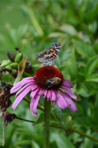 fleur et papillon