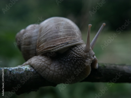 Close-up view of a crawling snail, blurred green background