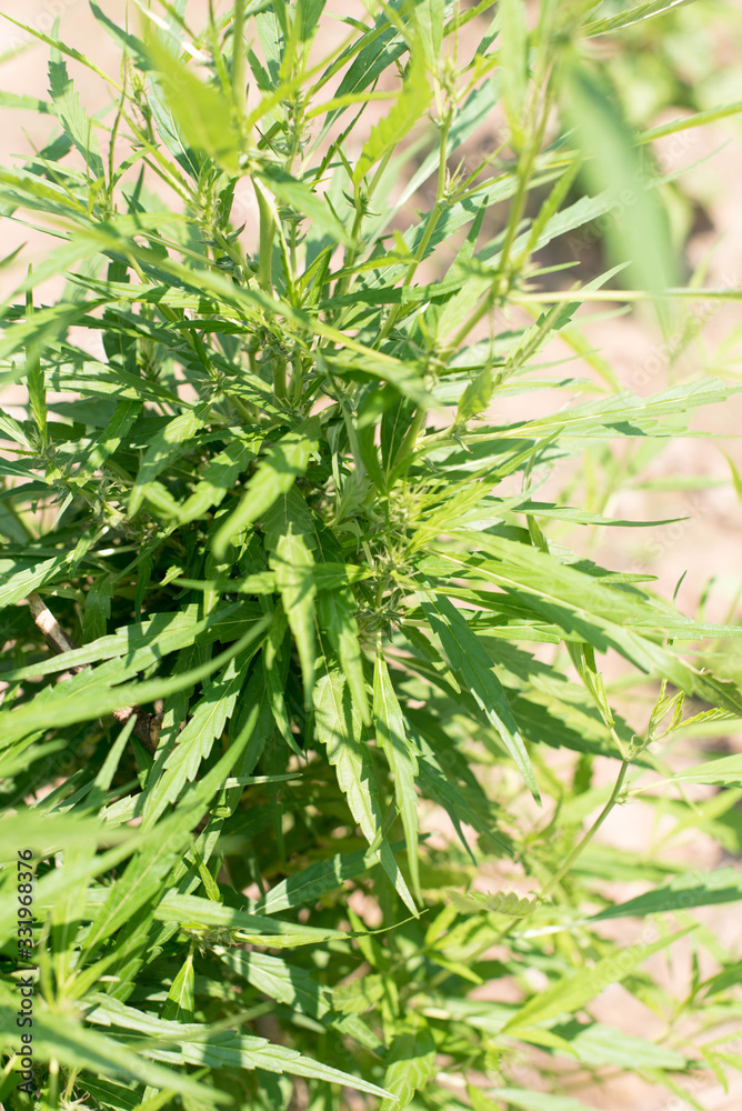 Fototapeta premium marijuana plant
