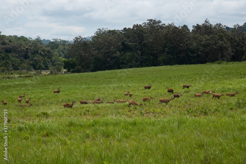 Fototapeta Naklejka Na Ścianę i Meble -  Thung ka mang :  Deers in the green grass meadow  with forest and cloudy background  in  Thung ka mang . Phu khiao  conservation area , Thailand 