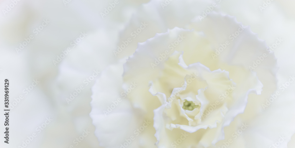 Obraz premium Abstract floral background, white carnation flower. Macro flowers backdrop for holiday brand design