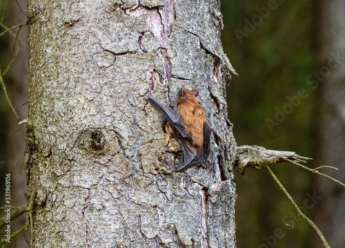 Leisler's bats (Nyctalus leisleri)  on the tree photo