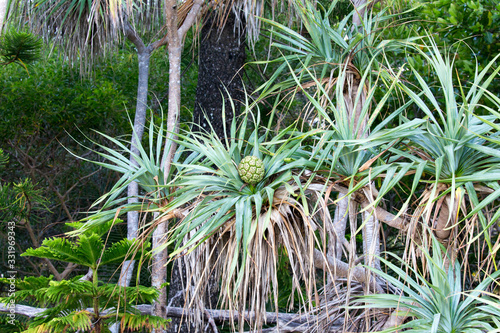 Pandanus tree with nut