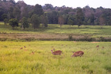 Thung ka mang :  Deers in the green grass meadow  with forest and cloudy background  in  Thung ka mang . Phu khiao  conservation area , Thailand 