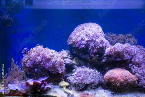 A soft corals sea aquarium tank