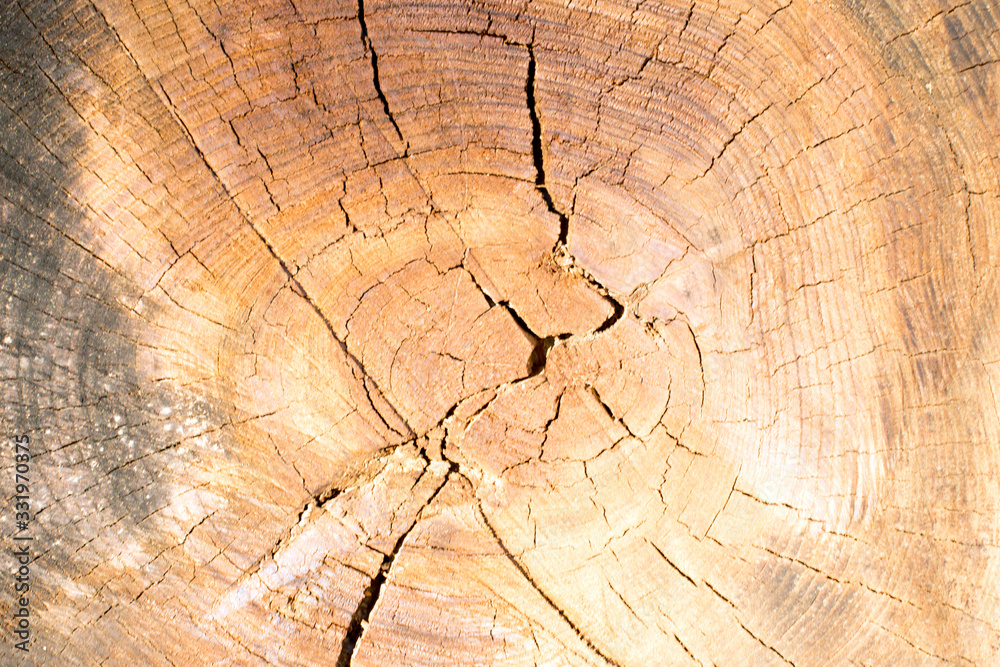 a wooden cut trunk