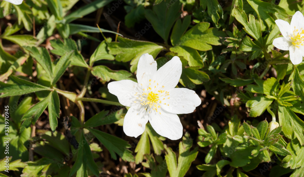 (Anemone nemorosa) Gros plan sur tépales blanc d'anémone des bois ou Sylvie aux nombreuses étamines jaunes (Anemone nemorosa) Gros plan sur tépales blanc d'anémone des bois ou Sylvie aux nombreuses étamines jaunes