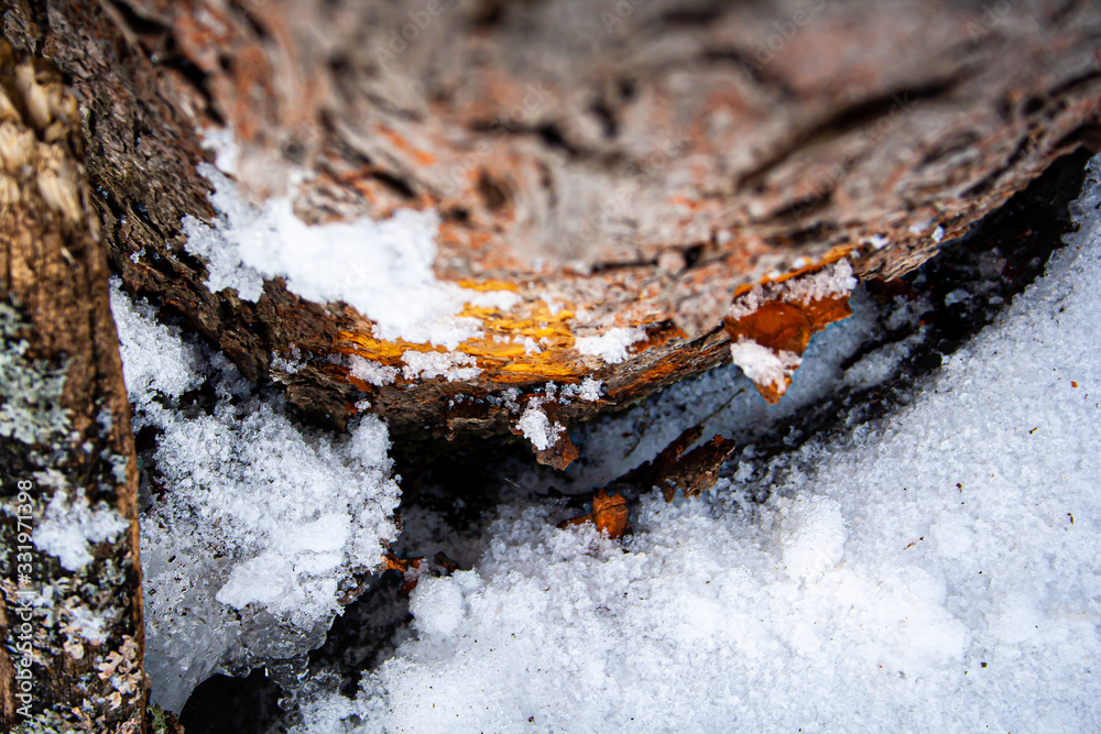 Fototapeta premium Snowy Tree