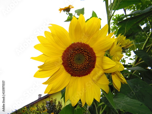 Sonnenblume mit Himmel im Hintergrund