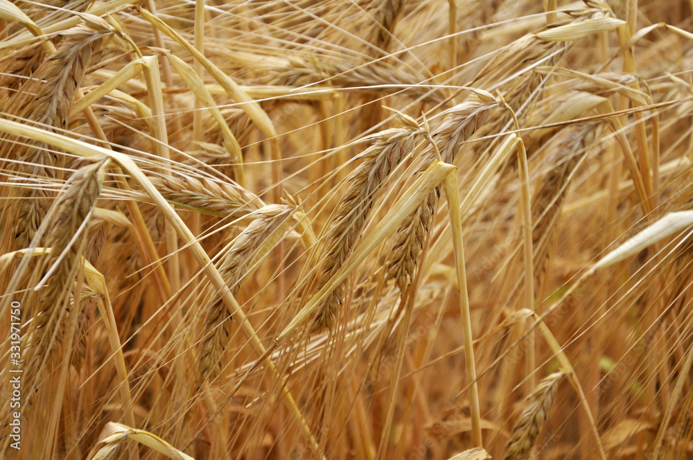 Background of barley ears