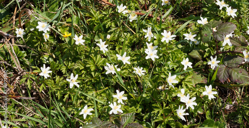 Anemone nemorosa | Jolies fleurs blanches et printanières d'anémone des bois ou anémone de Sylvie