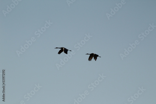 Climbing Flight