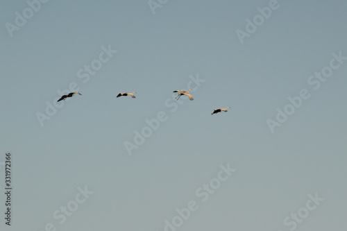 Sandhill Cranes in Flight