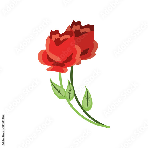 rose with leaf on white background