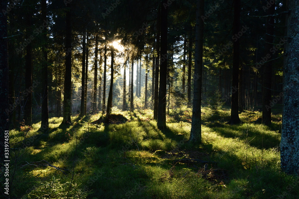 Fototapeta premium Wald