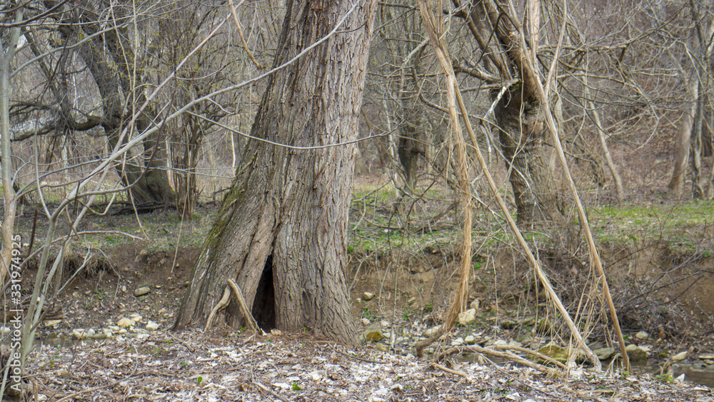 Old tree with hollow in Medven / Bulgaria