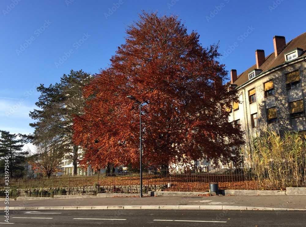Naklejka premium Autumn colors in Besançon, France
