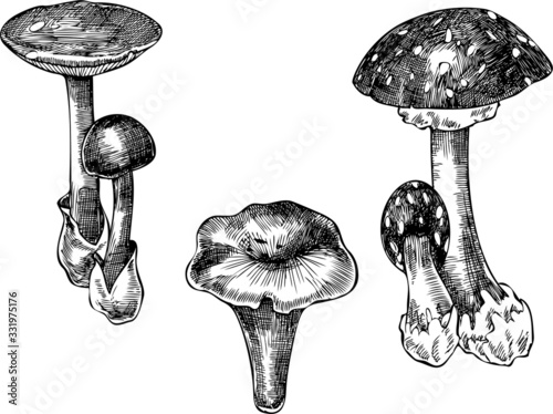 Vector group of mushrooms on white background.