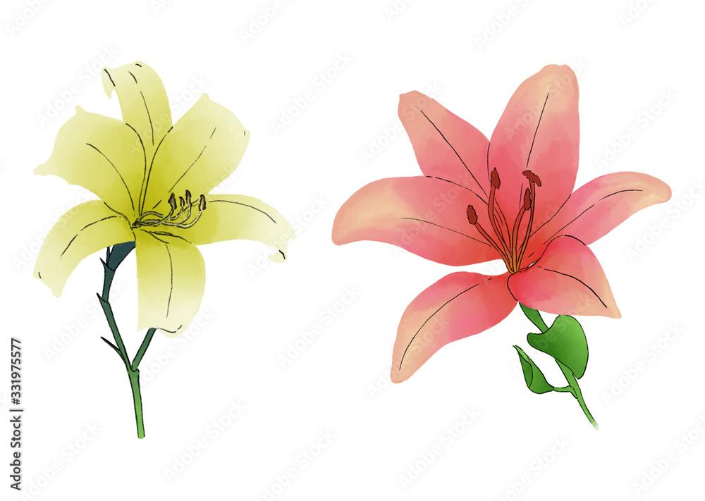 2 Lily Flower red and yellow illustrations