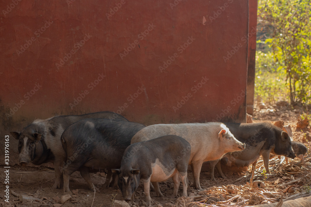 Pigs in Goa India