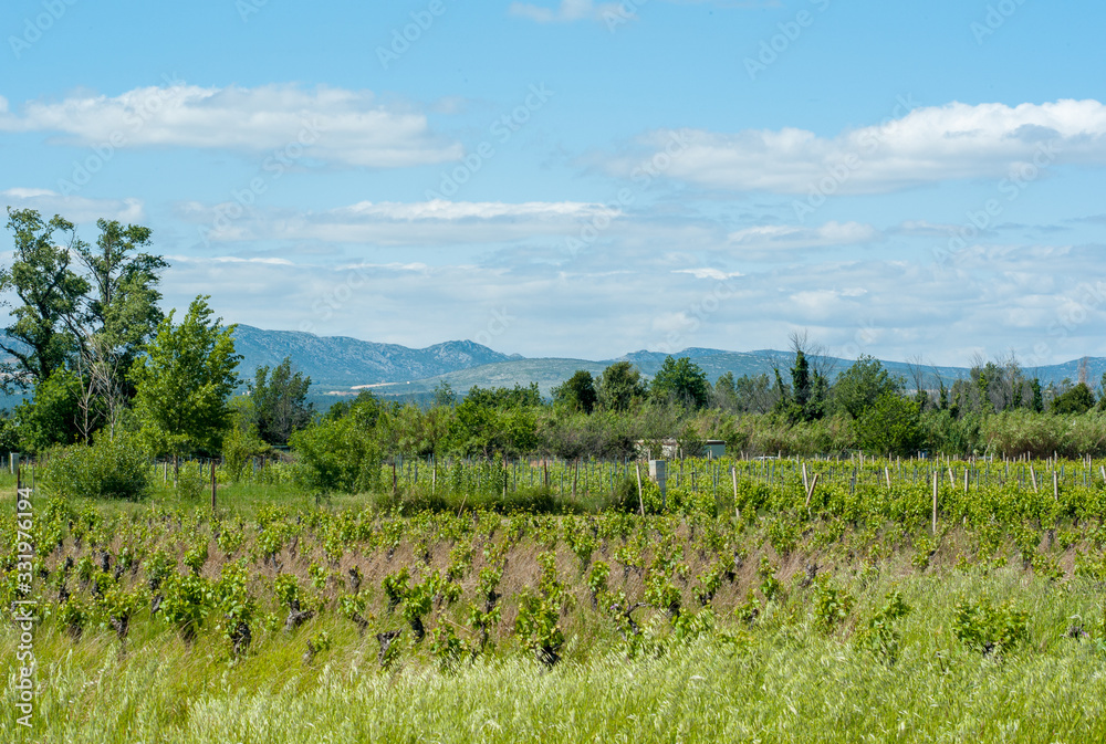 landscape with green field and blue sky, vineyard in france landscape with green field and blue sky, vineyard in france