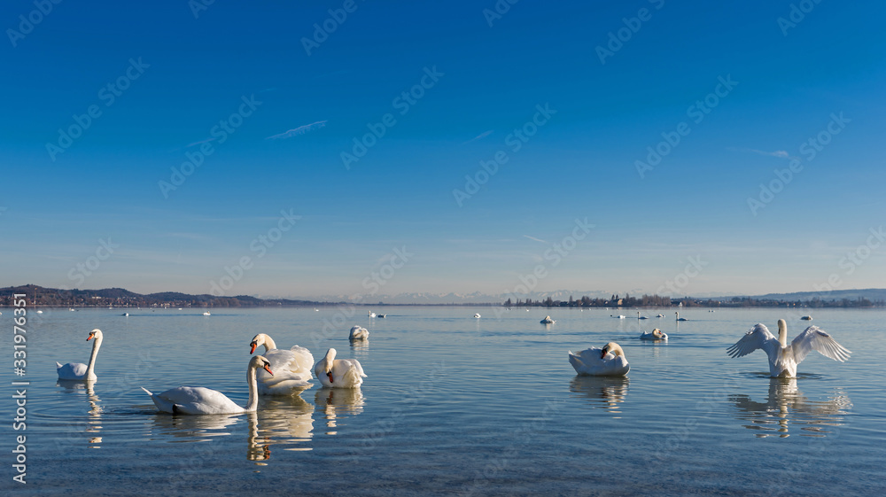 Swans (Cygnus olor) on Lake Constance (Bodensee), nature reserve, Mettnau peninsula, Radolfzell, District of Constance, Baden-Wuerttemberg, Germany