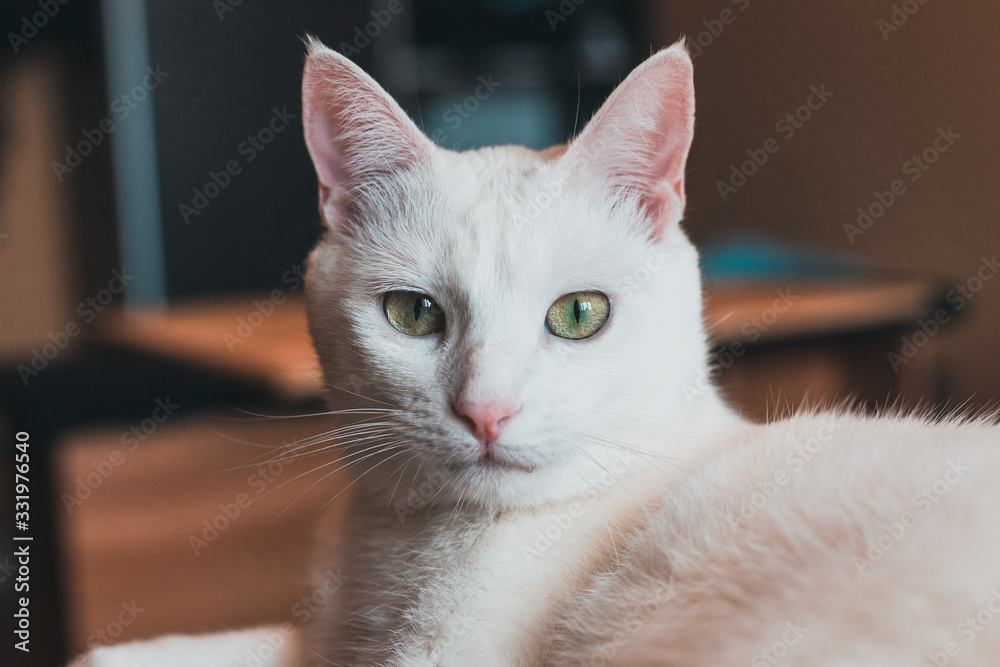 close-up face of a white cat. Cute pet lies on the bed.