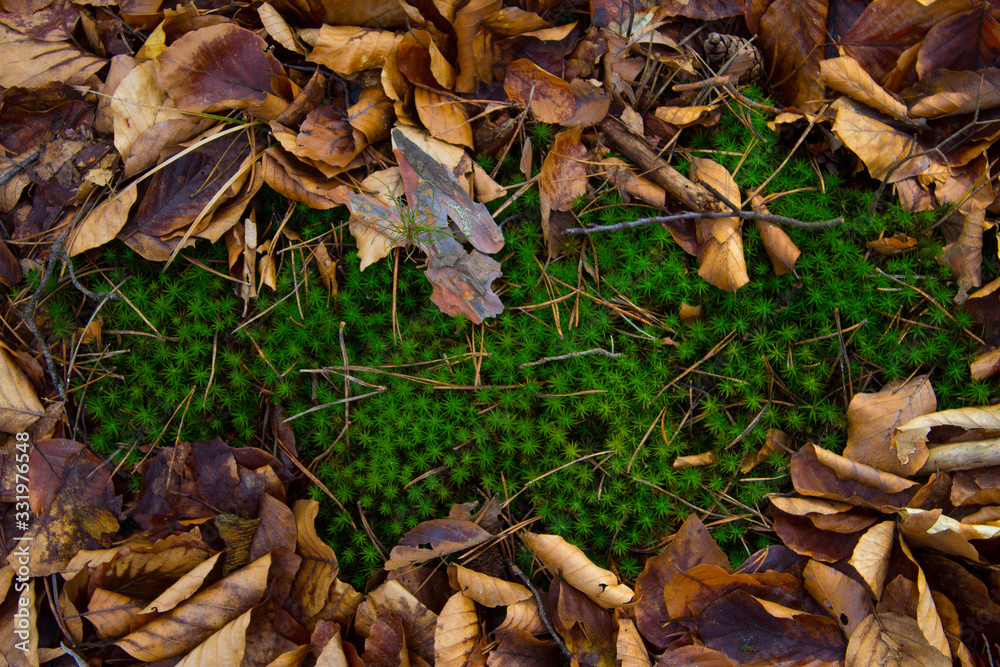 Green grass on a background of brown leaves. Background. Texture. Green grass on a background of brown leaves. Background. Texture.