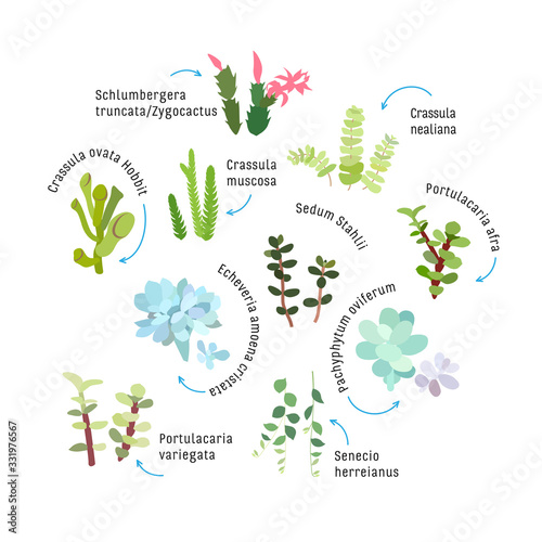 Graphic set with succulents isolated on white background. Hand drawn vector illustration, sketch. Elements for design.