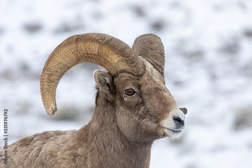 Bighorn Sheep Ram in Snow in Wyoming in Winter