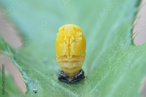 Coccinella septempunctata, the seven-spot ladybird (or, in North America, seven-spotted ladybug, shedding larval skin photo