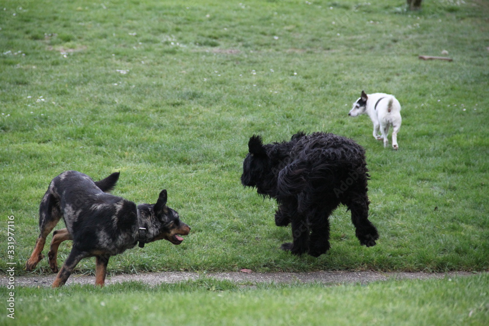 Sheepdogs domestic garden puppy playing together Sheepdogs domestic garden puppy playing together
